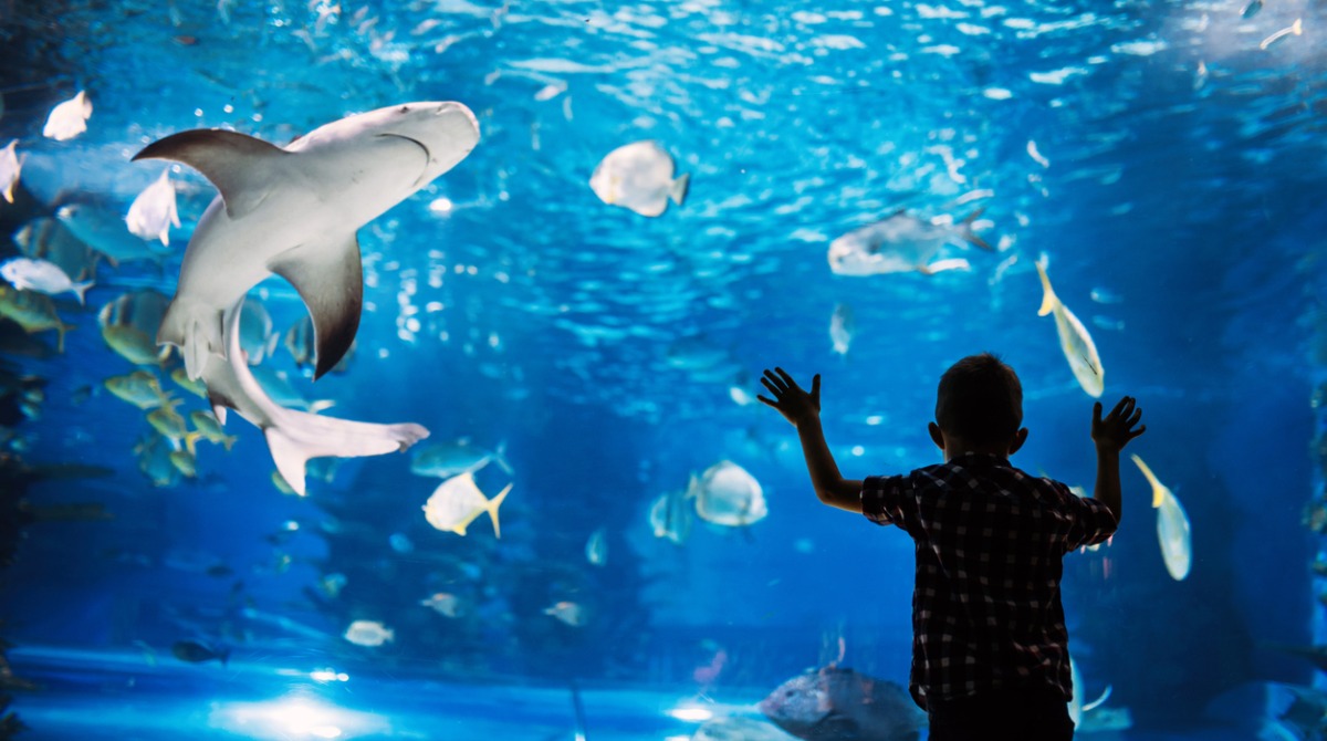 Chicagos Shedd Aquariums $500 Million Renovation